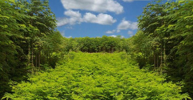 About Moringa World