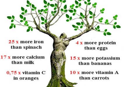 Moringa Slows Down The Aging Process