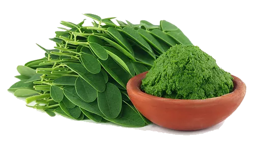 Moringa Shown To Have Anti-Cancer Effects
