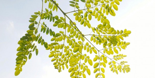 The Ultimate Guide to the Health Benefits of Moringa