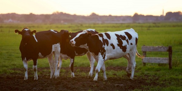 The Benefits of Moringa Animal Feeds for Livestock