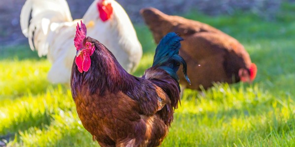 Boost Your Flock’s Health and Productivity Naturally with Moringa