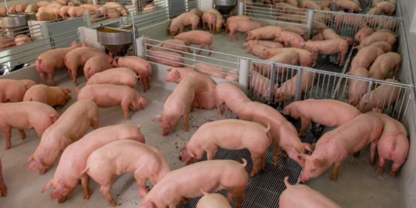  Pig Health and Growth Naturally with Moringa