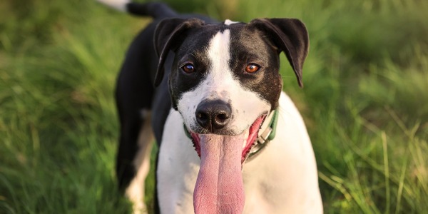 Moringa for Dogs — Benefits,