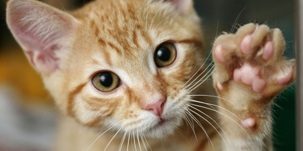 Moringa for Cats — Benefits,