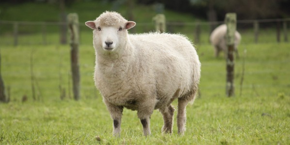 Boost Sheep Health and Productivity Naturally with Moringa oleifera