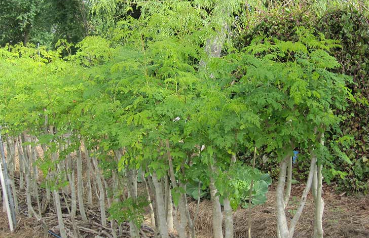 Have You Had Your Moringa Today