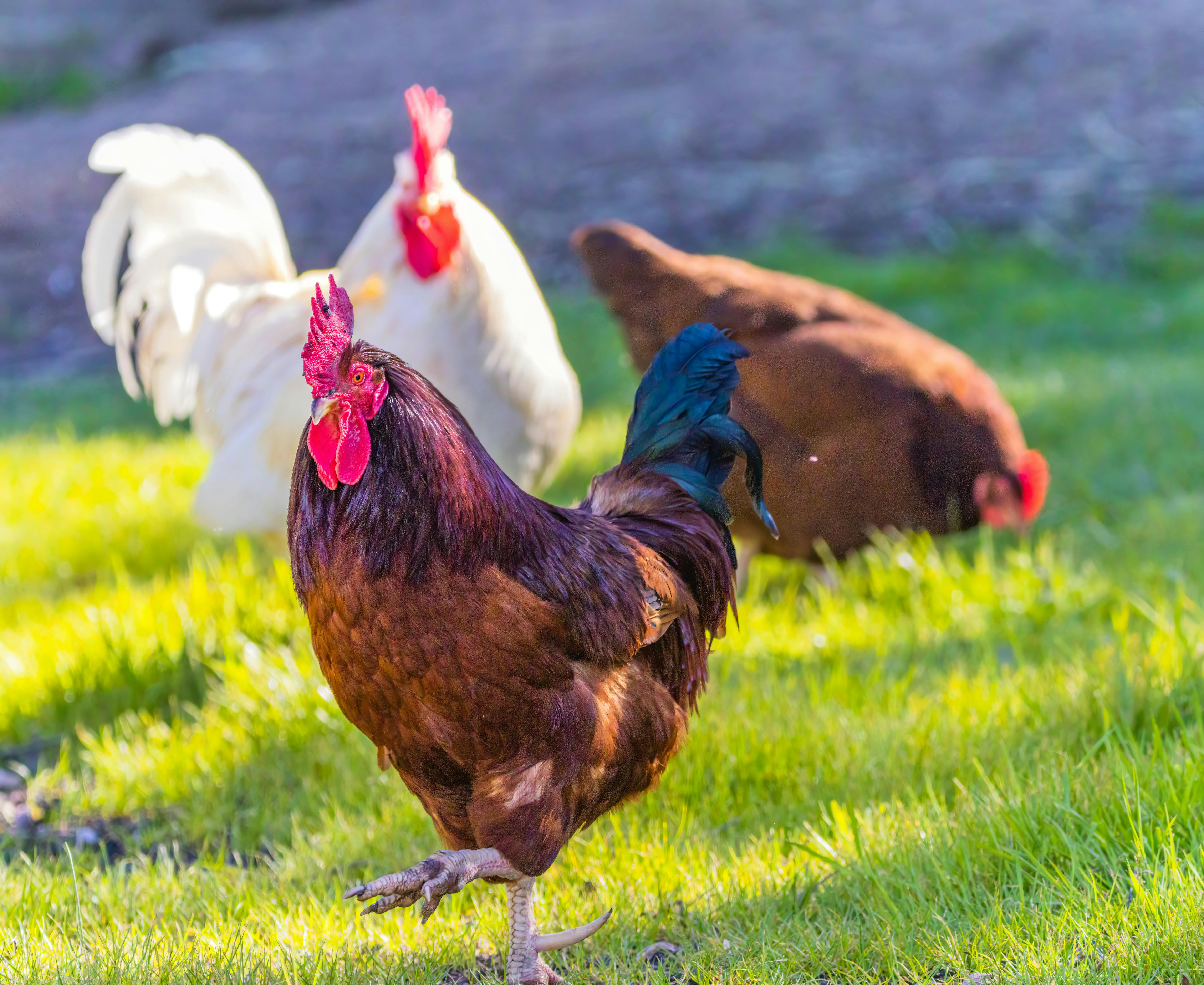 Boost Your Flock’s Health and Productivity Naturally with Moringa